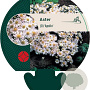 Aster (D) 'Apollo' GM P9