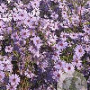 Aster (D) 'Marjorie' GM P9