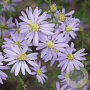 Aster cordifolius 'Photograph' GM P9