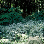 Aster divaricatus GM P9
