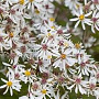 Aster divaricatus 'Beth Chatto' GM P9