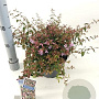 Abelia 'Edward Goucher' 25-30 cm 3,0L