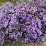 Aster divaricatus 'Eastern Star' GM P9