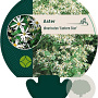 Aster divaricatus 'Eastern Star' GM P9