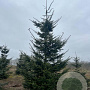 Abies grandis 400-450 cm draadkluit solitair