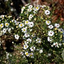 Aster ericoides 'Golden Spray' GM P9