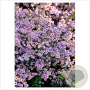 Aster ericoides 'Pink Cloud' GM P9