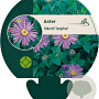 Aster frikartii 'Jungfrau' GM P9