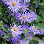 Aster frikartii 'Mönch' GM P9