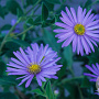 Aster frikartii 'Wunder von Stäfa' GM P9