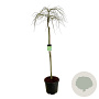 Acer pal. 'Dissectum' 160 cm stam cont. 55L