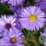 Aster (D) 'Herbstpurzel' GM P9