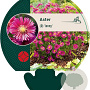 Aster (D) 'Jenny' GM P9