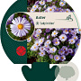Aster (D) 'Lady in Blue' GM P9