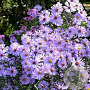 Aster laevis GM P9
