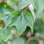 Acer rubrum Fairview Flame 8-10 HO draadkluit
