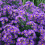 Aster n.-b. 'Violetta' GM P9