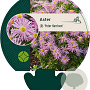 Aster (D) 'Peter Harrison' GM P9