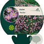 Aster 'Pink Star' GM P9