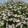Aster pyrenaeus 'Lutetia' GM P9