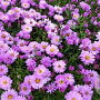 Aster (D) 'Rosenwichtel' GM P9