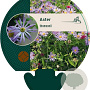 Aster thomsonii GM P9