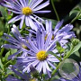 Aster thomsonii GM P9