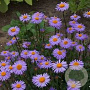 Aster tongolensis 'Napsbury' GM P9