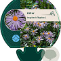 Aster tongolensis 'Napsbury' GM P9
