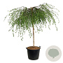 Betula p. 'Youngii' 180 cm stam cont. 130L extra