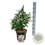 Buddleja d. B. Candy Lila Sweeth. 40-50 cm P26
