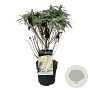 Buddleja d. B. Candy Little White 40-50 cm P26