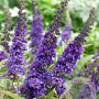 Buddleja d. 'Empire Blue' 225-250 cm container meerstammig extra