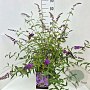 Buddleja d. 'Ile de France' 100-120 cm 10L