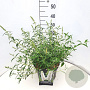 Buddleja d. 'White Profusion' 40 cm 10L