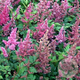 Astilbe (J) 'Bonn' GM P9