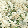 Astilbe (A) 'Brautschleier' GM P9