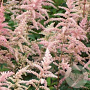 Astilbe (A) 'Bressingham Beauty' GM P9
