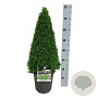 Buxus sempervirens 50-60 cm 5,0L piramide antraciet