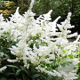 Astilbe (J) 'Deutschland' GM P9