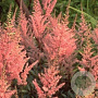 Astilbe (A) 'Erika' GM P9