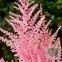 Astilbe (J) 'Europa' GM P9