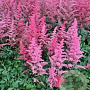 Astilbe (A) 'Granat' GM P9