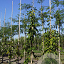 Carpinus bet. 'Pendula' 12-14 HO draadkluit