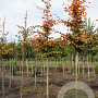 Carpinus bet. Rockhampton Red 10-12 HO draadkluit