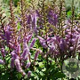 Astilbe (C) 'Liliput' GM P9