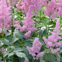 Astilbe (J) 'Mainz' GM P9