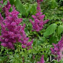 Astilbe (J) 'Mainz' GM P9