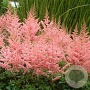 Astilbe (J) 'Peach Blossom' GM P9