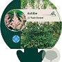 Astilbe (J) 'Peach Blossom' GM P9